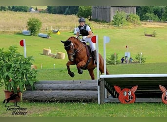 Mały koń niemiecki, Klacz, 6 lat, 157 cm, Kasztanowata