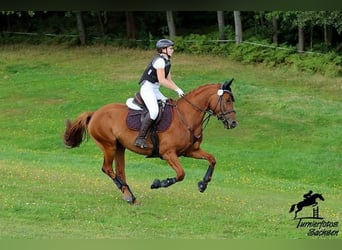 Mały koń niemiecki, Klacz, 6 lat, 157 cm, Kasztanowata