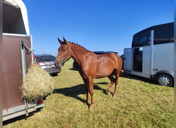 Mały koń niemiecki, Klacz, 6 lat, 157 cm, Kasztanowata