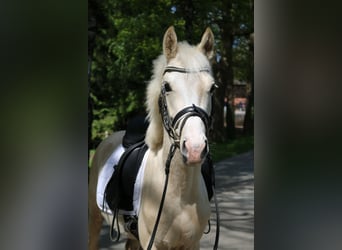 Mały koń niemiecki, Ogier, 3 lat, 136 cm, Izabelowata
