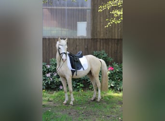 Mały koń niemiecki, Ogier, 3 lat, 136 cm, Izabelowata