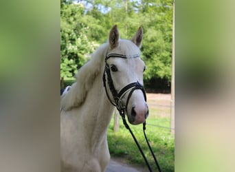 Mały koń niemiecki, Ogier, 3 lat, 136 cm, Izabelowata
