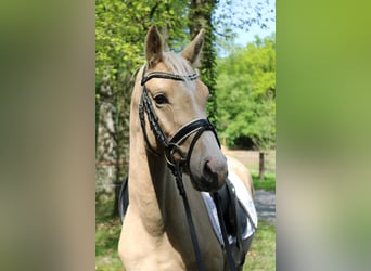 Mały koń niemiecki, Ogier, 3 lat, 146 cm, Izabelowata