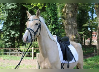 Mały koń niemiecki, Ogier, 3 lat, 146 cm, Izabelowata