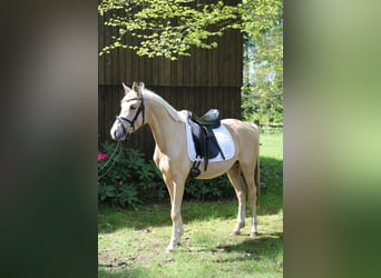 Mały koń niemiecki, Ogier, 3 lat, 146 cm, Izabelowata