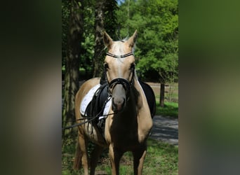 Mały koń niemiecki, Ogier, 3 lat, 146 cm, Izabelowata