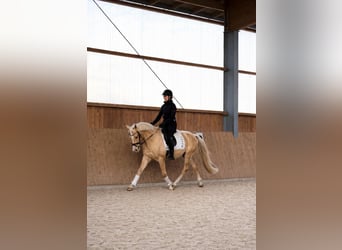 Mały koń niemiecki, Ogier, 4 lat, 147 cm, Izabelowata