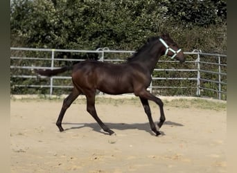 Mały koń niemiecki, Ogier, Źrebak (03/2025), 165 cm, Skarogniada