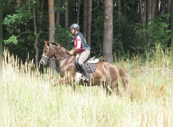 Mały koń niemiecki, Wałach, 18 lat, 148 cm, Ciemnokasztanowata