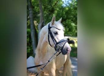 Mały koń niemiecki, Wałach, 4 lat, 140 cm, Izabelowata