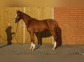 Mały koń niemiecki, Wałach, 4 lat, 158 cm, Kasztanowata