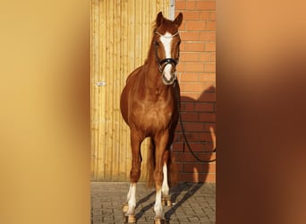 Mały koń niemiecki, Wałach, 4 lat, 158 cm, Kasztanowata