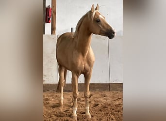 Mały koń niemiecki, Wałach, 7 lat, 154 cm, Izabelowata