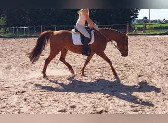 Mały koń niemiecki, Wałach, 8 lat, 165 cm, Kasztanowata