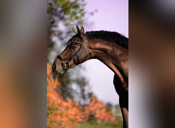 Mecklemburgo, Caballo castrado, 10 años, 162 cm, Castaño