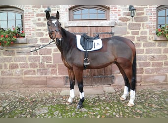 Mecklemburgo, Caballo castrado, 10 años, 170 cm, Castaño oscuro