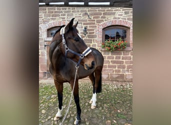 Mecklemburgo, Caballo castrado, 10 años, 170 cm, Castaño oscuro