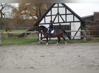 Mecklemburgo, Caballo castrado, 10 años, 170 cm, Castaño oscuro