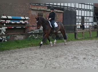 Mecklemburgo, Caballo castrado, 10 años, 170 cm, Castaño oscuro