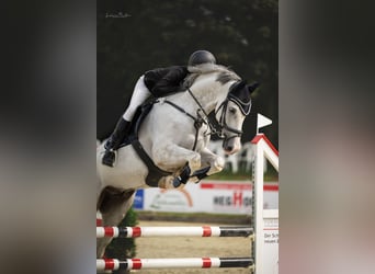 Mecklemburgo, Caballo castrado, 10 años, 170 cm, Tordo