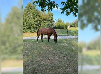 Mecklemburgo, Caballo castrado, 10 años, 172 cm, Castaño