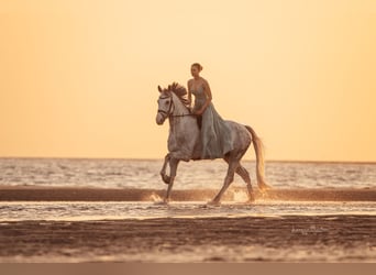 Mecklemburgo, Caballo castrado, 10 años, 172 cm, Tordo