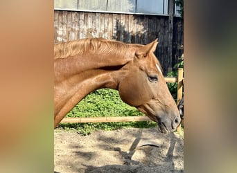 Mecklemburgo, Caballo castrado, 10 años, 178 cm, Alazán-tostado