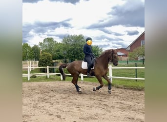 Mecklemburgo, Caballo castrado, 10 años, 178 cm, Alazán-tostado
