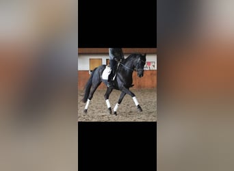 Mecklemburgo, Caballo castrado, 11 años, 166 cm, Negro