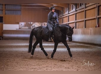 Mecklemburgo, Caballo castrado, 11 años, 166 cm, Negro