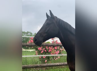 Mecklemburgo, Caballo castrado, 11 años, 166 cm, Negro