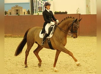 Mecklemburgo, Caballo castrado, 12 años, 176 cm, Alazán-tostado