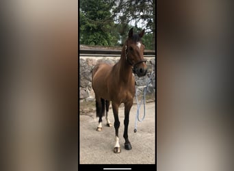 Mecklemburgo, Caballo castrado, 13 años, 158 cm, Castaño oscuro