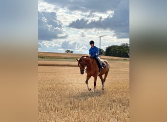 Mecklemburgo, Caballo castrado, 13 años, 165 cm, Alazán