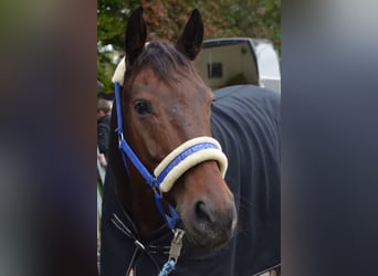 Mecklemburgo, Caballo castrado, 13 años, 165 cm, Castaño