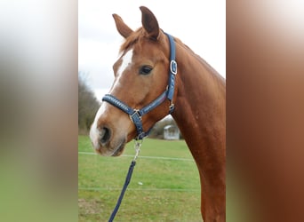 Mecklemburgo, Caballo castrado, 13 años, 170 cm, Alazán