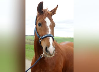 Mecklemburgo, Caballo castrado, 13 años, 170 cm, Alazán