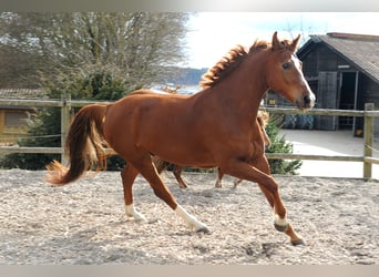 Mecklemburgo, Caballo castrado, 13 años, 170 cm, Alazán