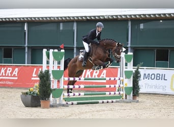 Mecklemburgo, Caballo castrado, 14 años, 163 cm, Castaño