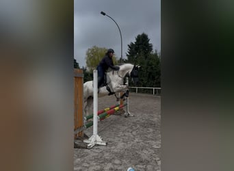 Mecklemburgo, Caballo castrado, 14 años, 165 cm, Tordo