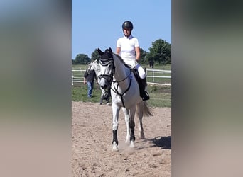 Mecklemburgo, Caballo castrado, 14 años, 172 cm, Tordo