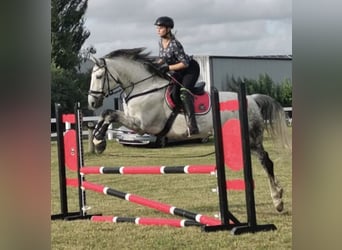 Mecklemburgo, Caballo castrado, 14 años, 173 cm, Tordo