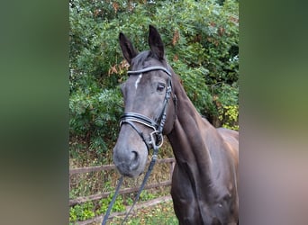 Mecklemburgo, Caballo castrado, 15 años, 170 cm