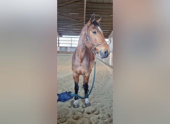 Mecklemburgo, Caballo castrado, 17 años, 165 cm, Castaño