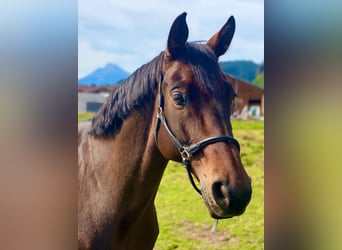 Mecklemburgo, Caballo castrado, 17 años, 167 cm, Castaño