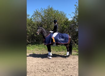 Mecklemburgo, Caballo castrado, 17 años, 175 cm, Morcillo