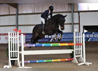 Mecklemburgo, Caballo castrado, 17 años, 175 cm, Morcillo