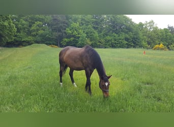 Mecklemburgo, Caballo castrado, 17 años, 180 cm, Castaño