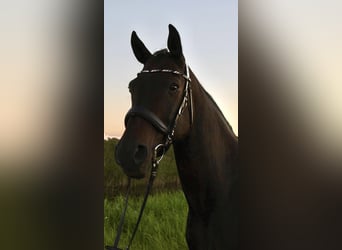 Mecklemburgo, Caballo castrado, 18 años, 165 cm, Castaño