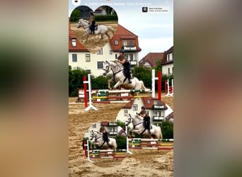 Mecklemburgo, Caballo castrado, 19 años, 165 cm, Tordo